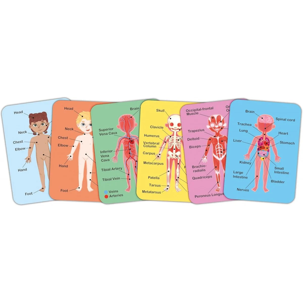 Human Body Magnetic Puzzle