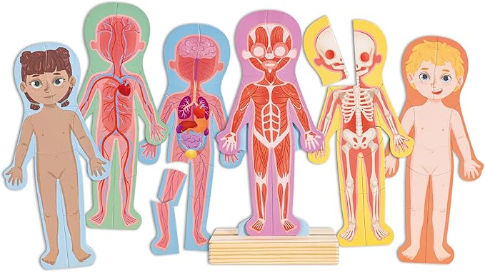 Human Body Magnetic Puzzle