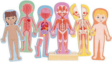 Human Body Magnetic Puzzle