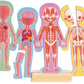 Human Body Magnetic Puzzle